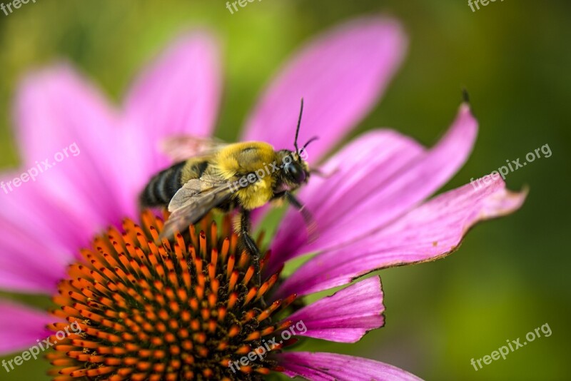 Flower Bee Summer Season Echinacea