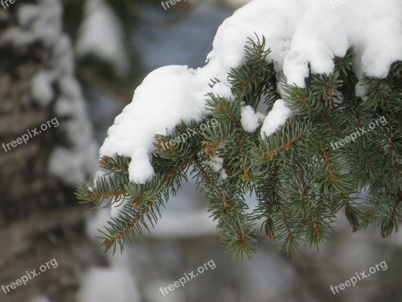 Winter Snow Tree Branch White