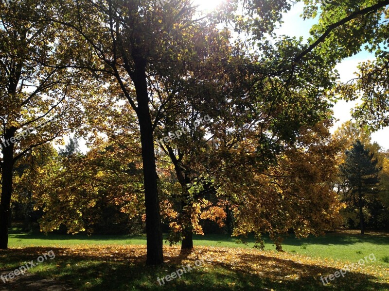 Autumn Autumn Mood Tree Nature Autumn Colours