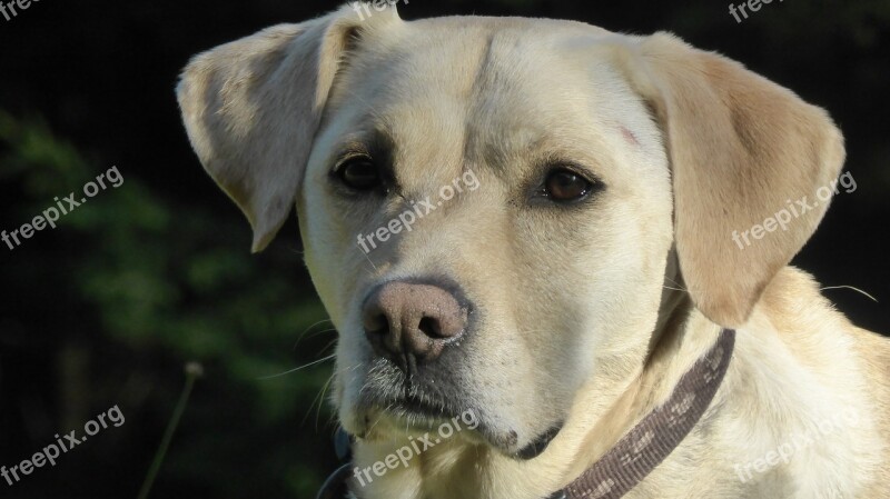 Dog Snout Head Pet Animal