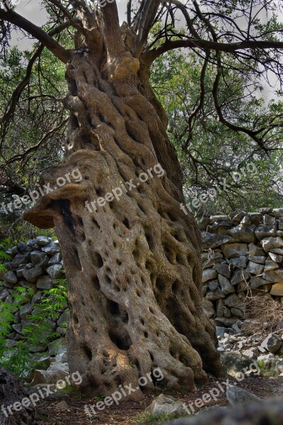 The Olive Tree Oliva Sets Old Lun