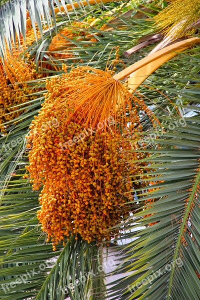 Datlová Palma Palm Dates The Growing Matured For