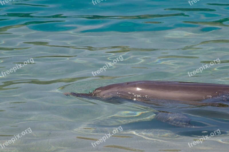 Dolphin Water Swimming Shiny Mammal