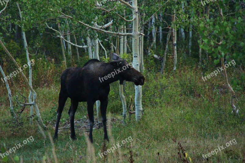 Moose Forest Wild Nature Animal