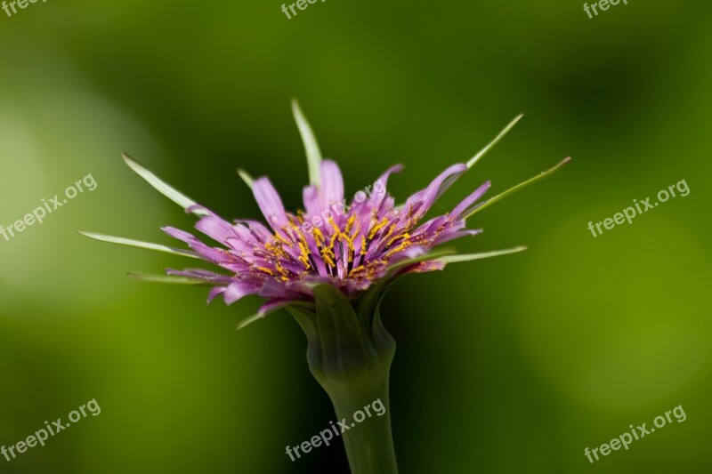 Flower Meadow Nature Bloom Flowers