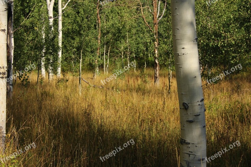 Birch Trees Nature Forest Grass Quaken Asp Glade