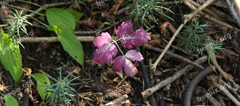 Nature Seedling Leaf Life Sprout