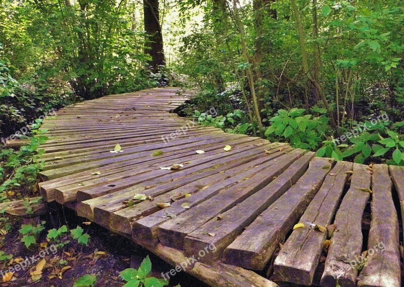 Wooden Track Moor Nature Swamp Nature Reserve