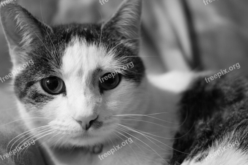 Cat Domestic Shorthair Pet Animal