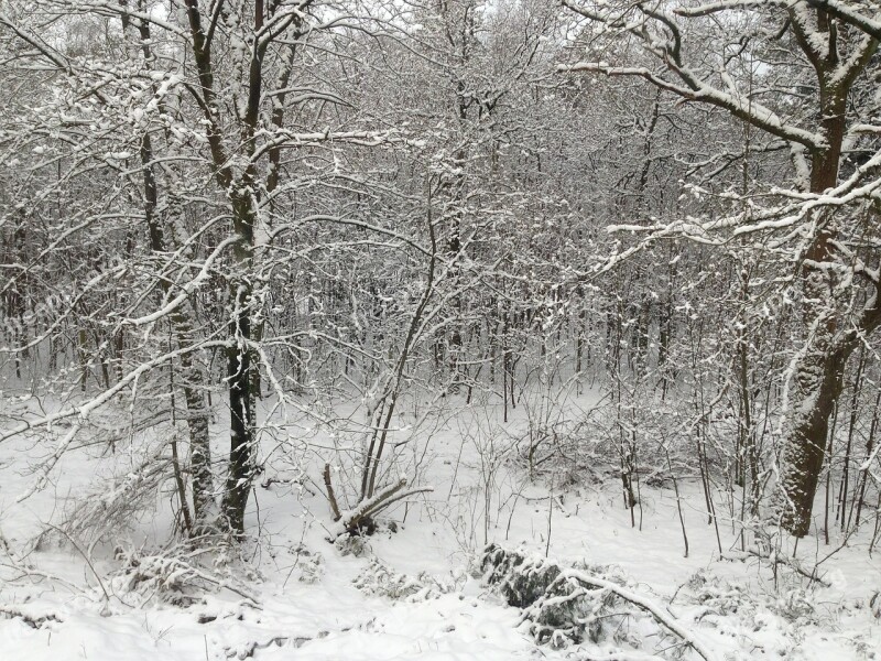 Snow Forest Snow Landscape Winter Holland