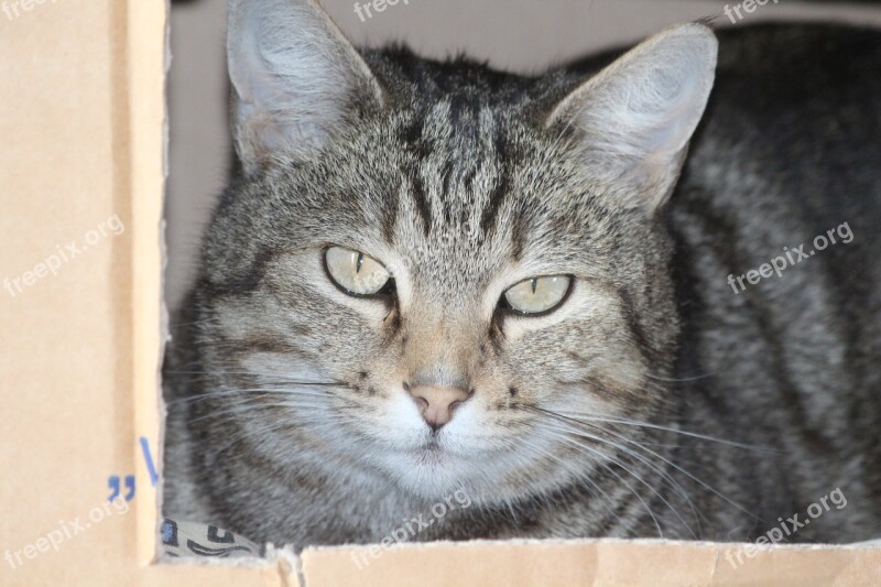 Cardboard Cat Cat Face Relax Box