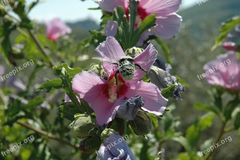 Bumblebee Pollen Fertilization Animal Flowers