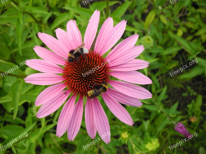 Coneflower Bumblebees Bees Pollination Nectar