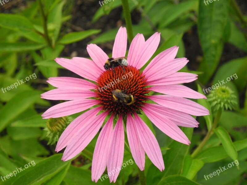 Coneflower Bumblebees Bees Pollination Nectar