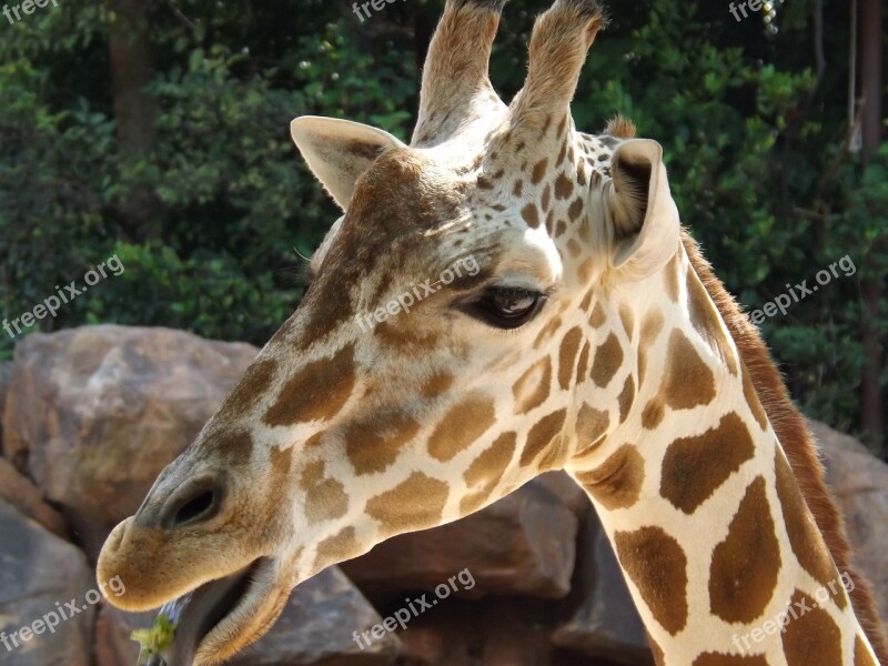 Giraffe Zoo Wild Wildlife Animal