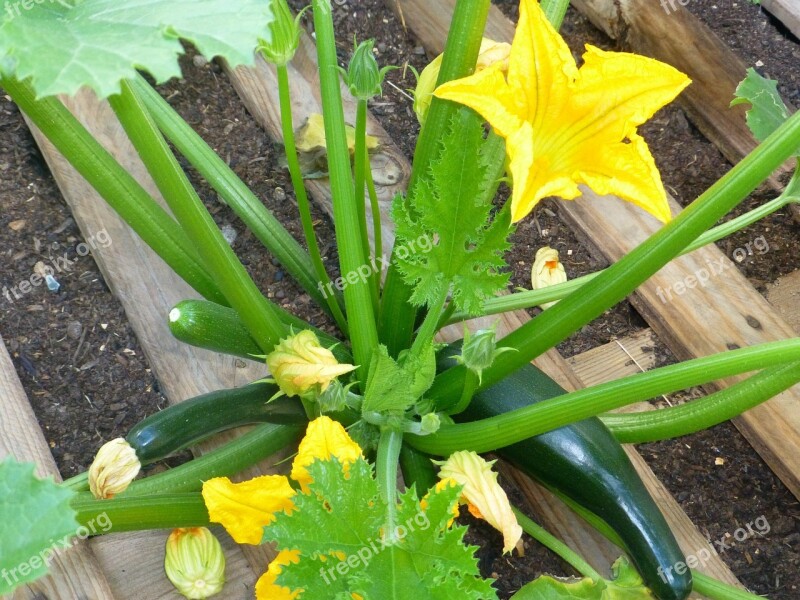 Zucchini Vegetables Zucchini Flower Bio Free Photos