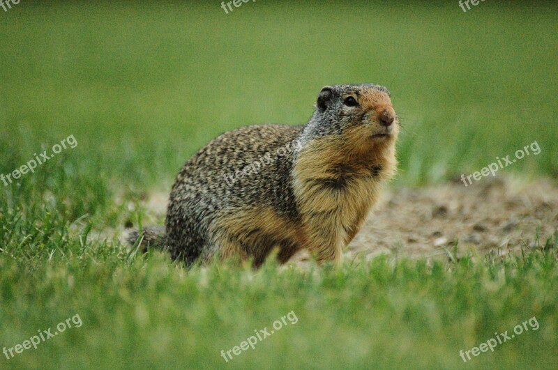 Ground Squirrel Squirrel Grass Wildlife Green