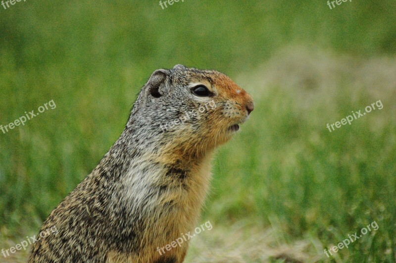 Ground Squirrel Squirrel Grass Wildlife Green