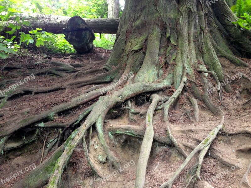 Roots Tree Rainforest Nature Root