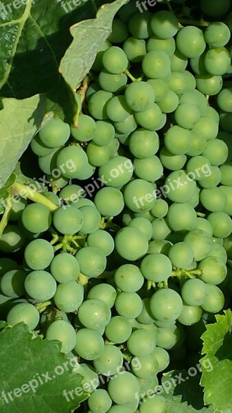 Grapes New Wine Immature Green Wine Harvest