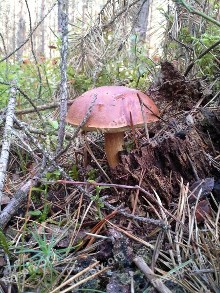 Mushrooms Forest Chestnut Boletus Autumn Free Photos