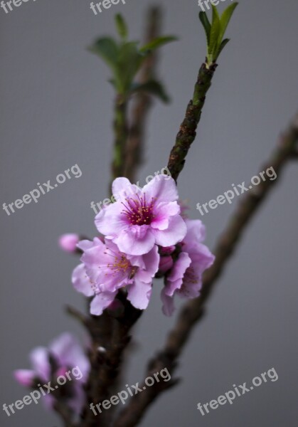 Peach Tree Flowers Spring Peach Tree