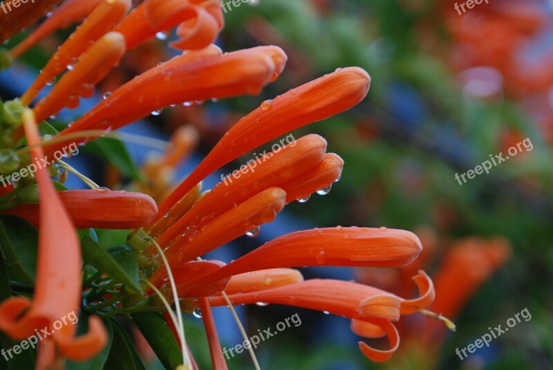 Plant Flowers Raindrops Nature Garden