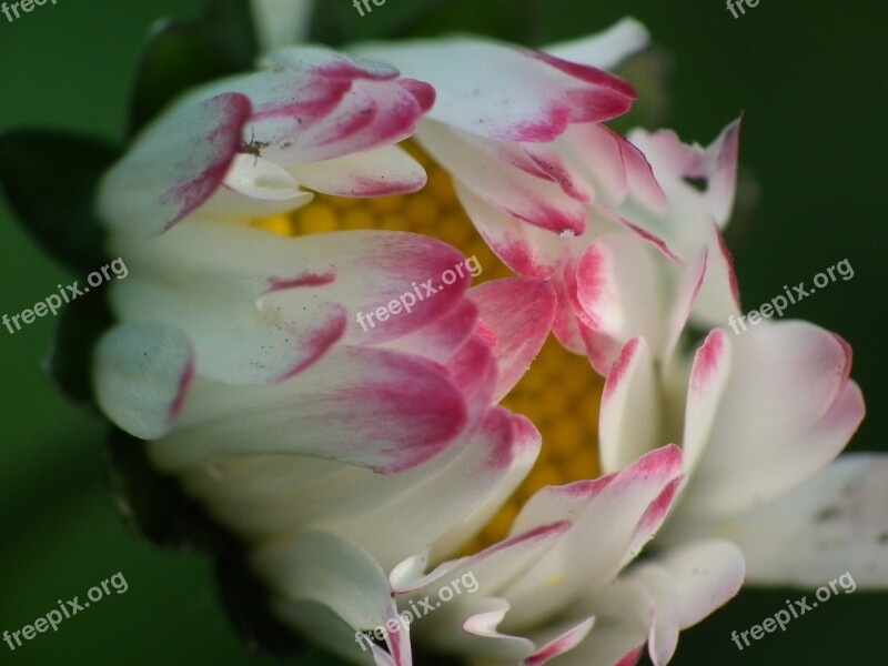 Daisy Blossom Bloom Pink Lawn Flower