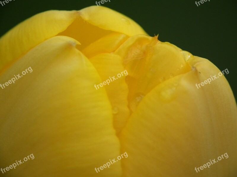 Tulip Yellow Flora Free Photos