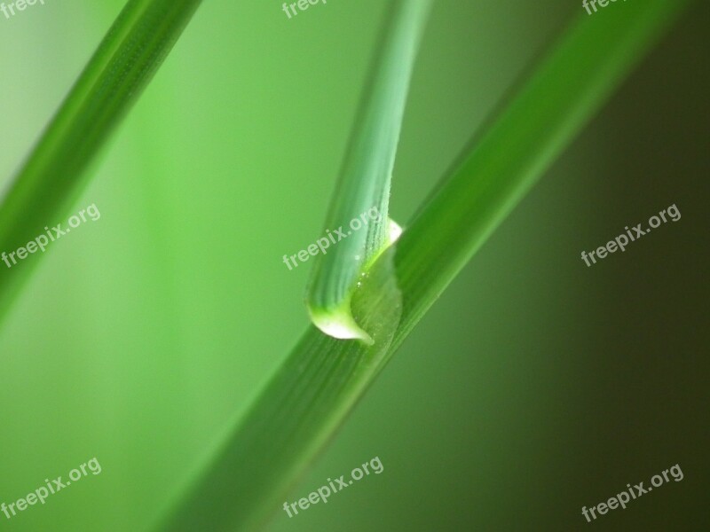 Blade Of Grass Green Close Up Plant Free Photos