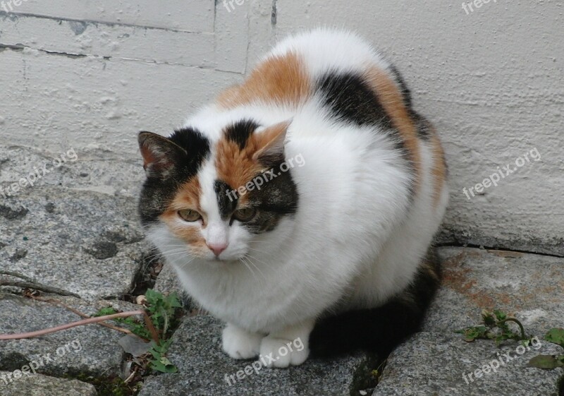 Cat Fur Fluffy Mammal Domestic Cat