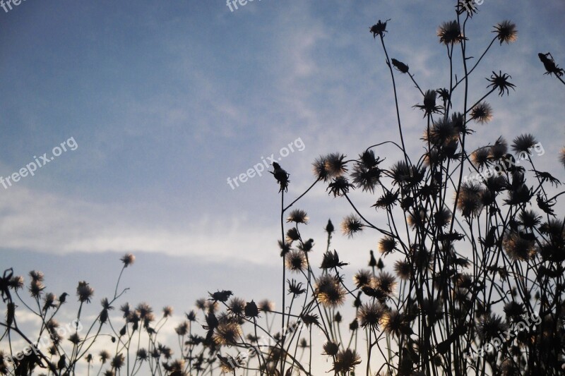 Flowers Meadow Shading Heaven Free Photos