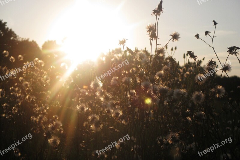 Meadow Sun Dandelions Flowers Free Photos