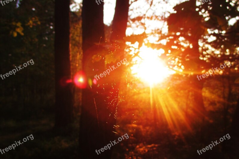 Web Evening Sun Tree Forest