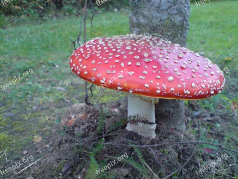 Fly Agaric Forest Red Fly Agaric Mushroom Free Photos