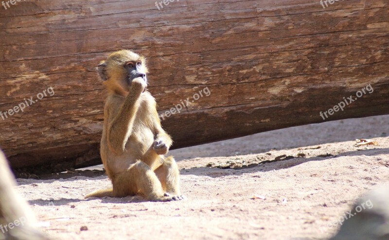 Baboon Monkey Baby Monkey Tiergarten Free Photos