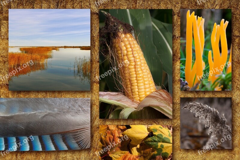 Autumn Collage Autumn Mood Autumn Festival Corn