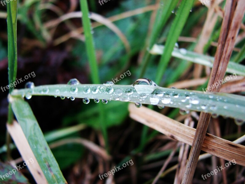 Moisture Grass Nature Water Spring