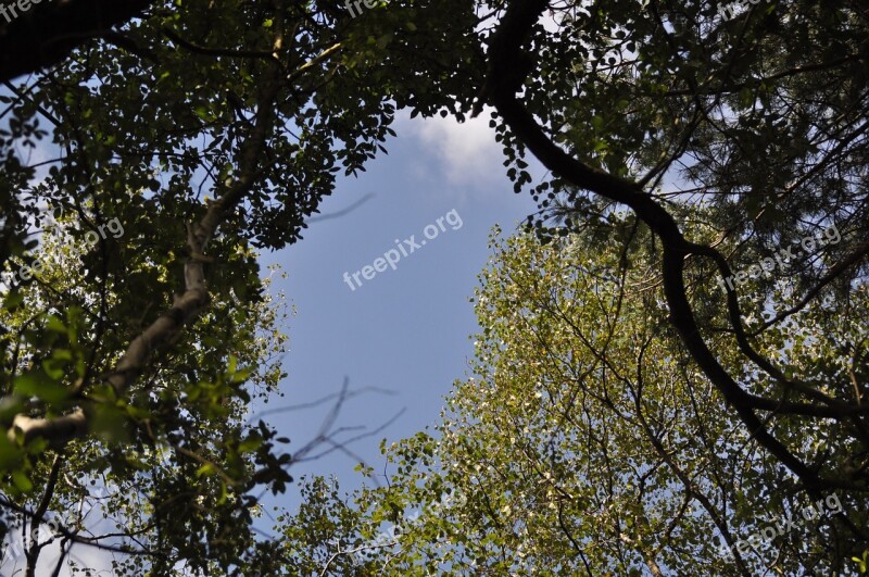 Woods Clearing Woodland Sky Trees