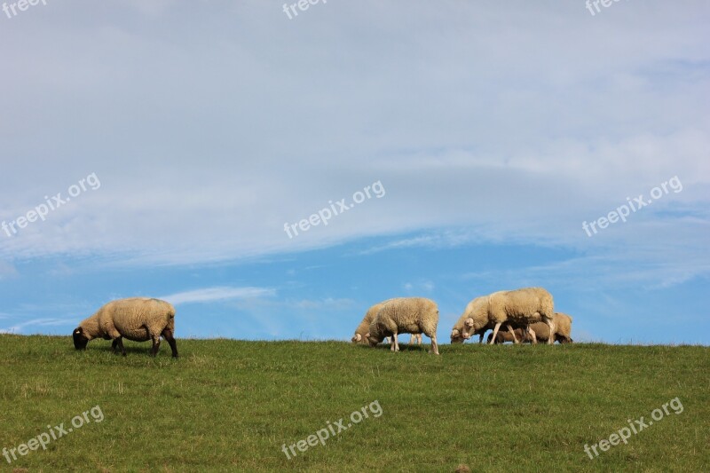 Sheep Dike Varel North Sea Free Photos