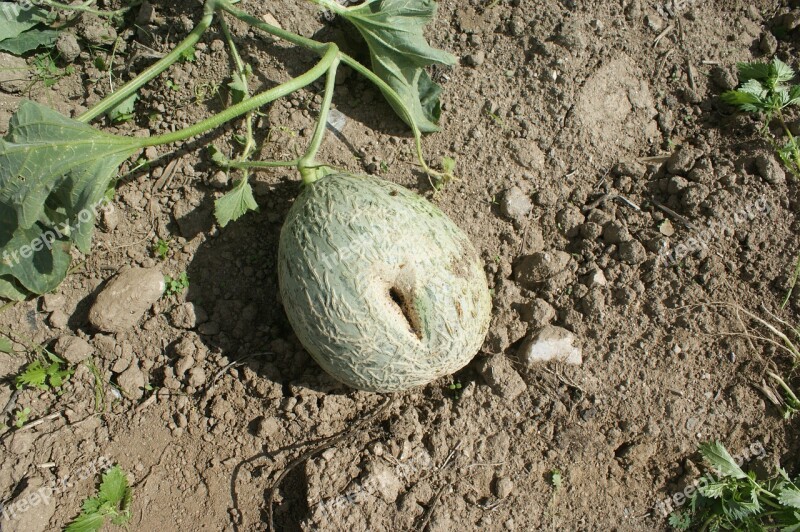 Melon Fruit Orchard Free Photos