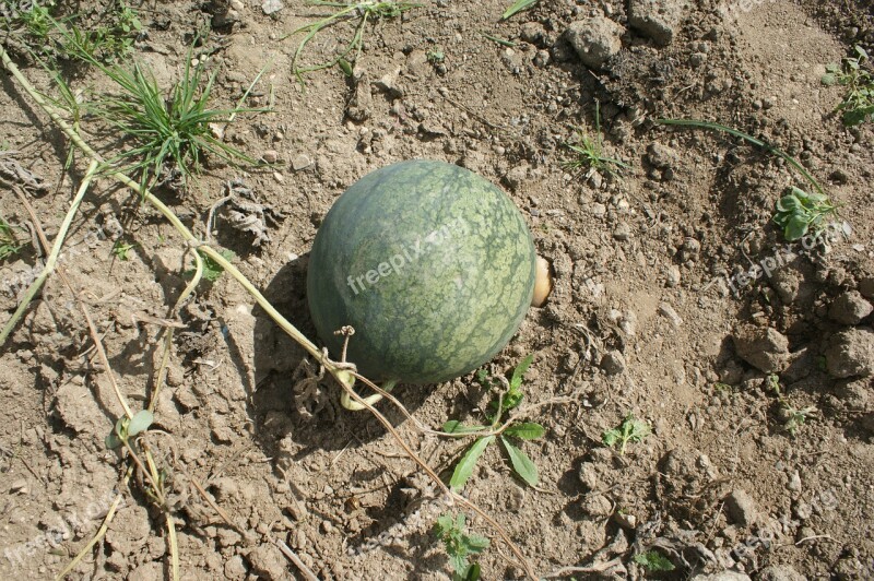 Watermelon Orchard Fruit Free Photos