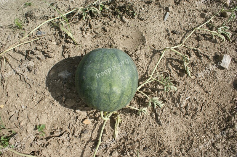 Watermelon Fruit Orchard Free Photos