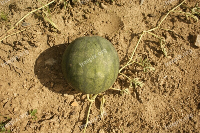 Watermelon Orchard Fruit Free Photos