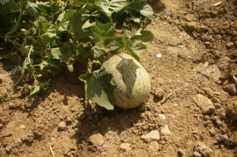 Melon Orchard Plant Free Photos