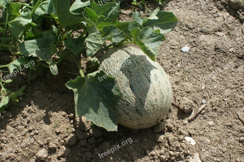 Melon Fruit Plant Free Photos