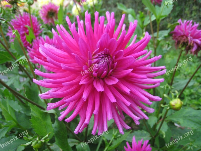 Dahlia Flower Pink Colors Leaf