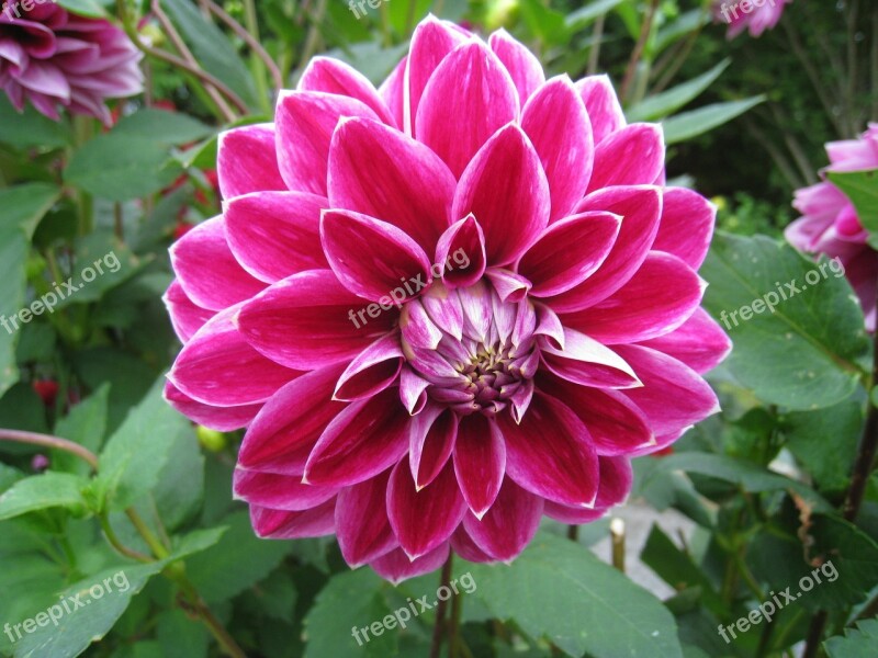 Dahlia Flower Autumn Garden Plant