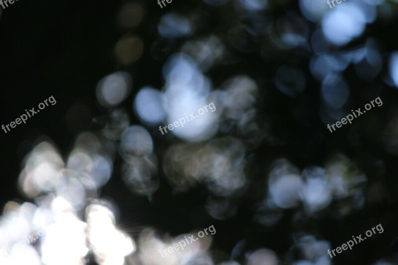 Bokeh Forest Background Light Trees