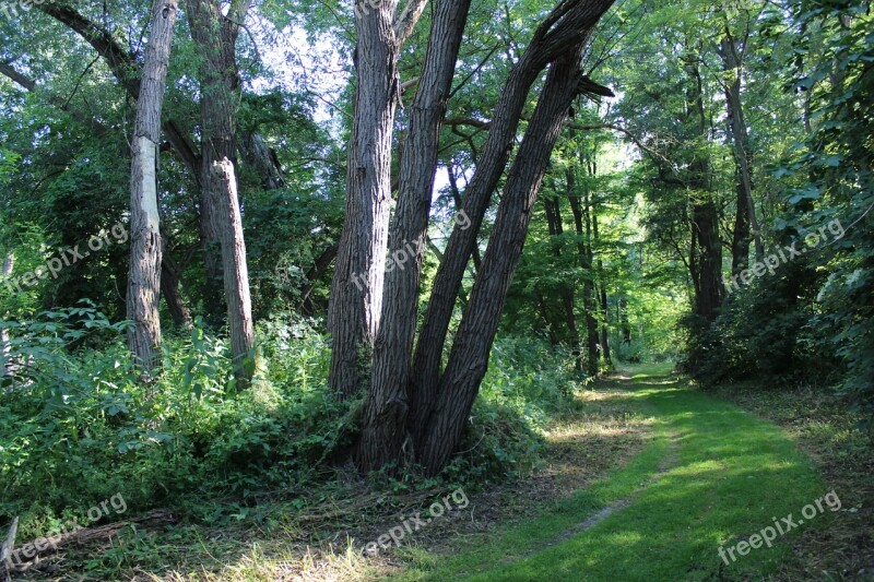 Forest Path Nature Trail Forest Glade Trees